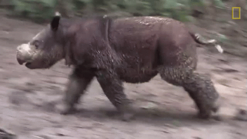A Rhino Is Running On A Dirt Road With A National Geographic Logo In The Corner GIF