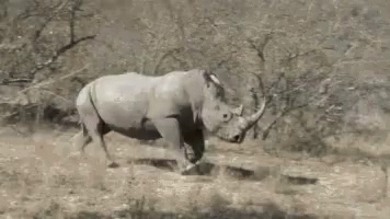 A Rhino Is Running Through A Grassy Field . GIF