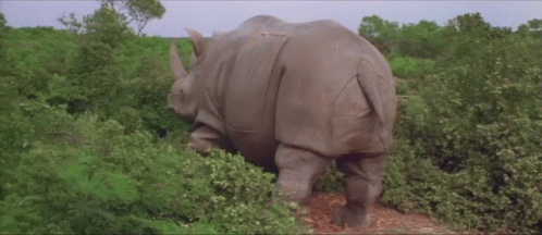 A Rhino Is Standing In A Field Of Trees GIF