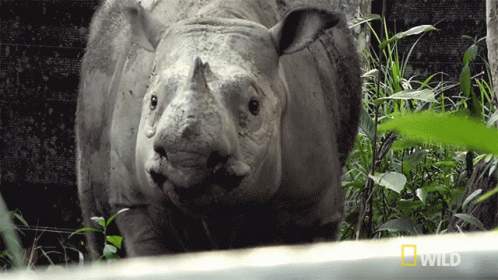 A Rhino Is Standing In A Field With A National Geographic Logo In The Corner GIF
