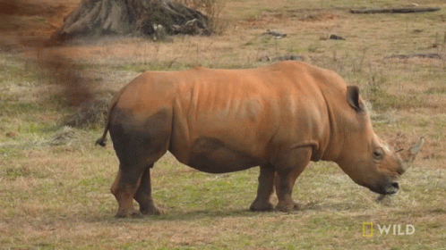 A Rhino Is Standing In A Field With A National Geographic Wild Logo In The Background GIF