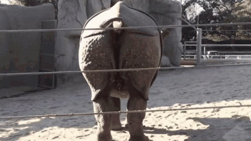 A Rhino Is Standing In The Sand Behind A Rope Fence GIF