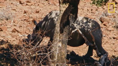 A Rhino Is Standing Next To A Tree With A National Geographic Logo In The Corner GIF