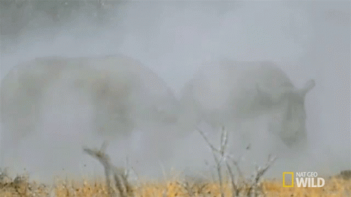 A Rhino Is Walking Through A Field With A National Geographic Wild Logo On The Bottom GIF
