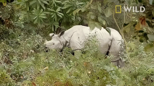 A Rhino Is Walking Through A Lush Green Field With A National Geographic Logo In The Corner GIF
