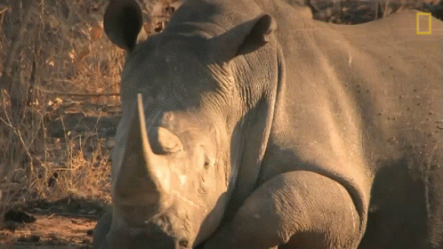 A Rhino Laying Down With A National Geographic Logo On The Bottom Right GIF