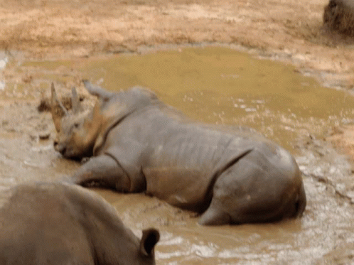 A Rhino Laying In A Puddle Of Mud GIF