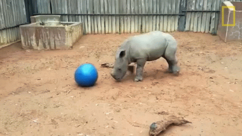 A Rhino Playing With A Blue Ball In A Dirt Area GIF