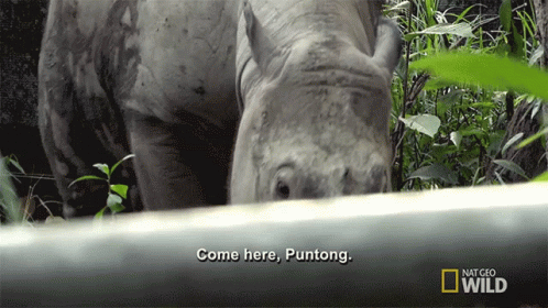 A Rhino Says Come Here Puntong On A National Geographic Wild Video GIF