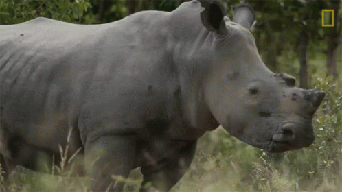 A Rhino Standing In A Field With A National Geographic Logo In The Corner GIF