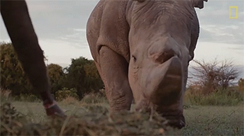 A Rhino Standing In A Field With A National Geographic Logo On The Bottom GIF