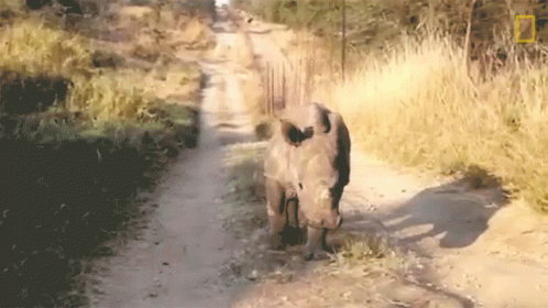 A Rhino Walking Down A Dirt Road With A National Geographic Logo On The Bottom Right GIF