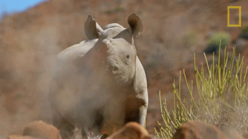 A Rhino With A National Geographic Logo In The Corner GIF