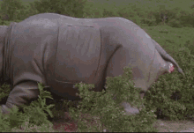 A Rhinoceros Is Laying In The Grass With A Bloody Butt . GIF