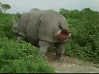 A Rhinoceros Is Standing In The Middle Of A Field Of Grass . GIF
