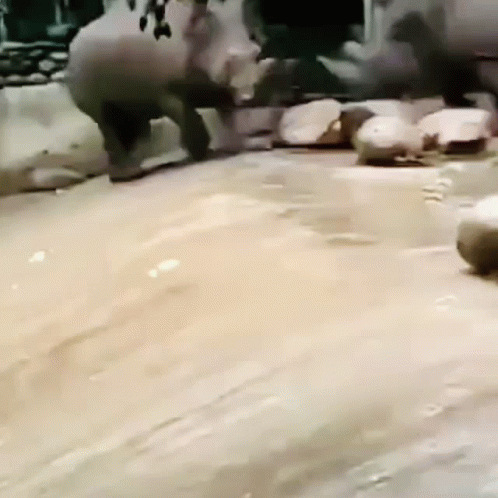 A Rhinoceros Is Walking Across A Concrete Surface . GIF