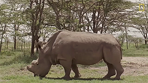 A Rhinoceros Is Walking Across A Grassy Field In The Wild . GIF