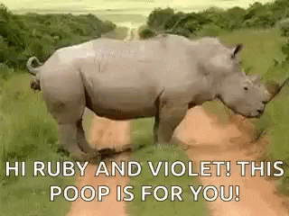 A Rhinoceros Is Walking Down A Dirt Road In The Wild . GIF