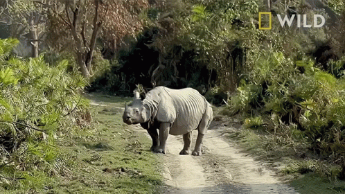 A Rhinoceros Is Walking Down A Dirt Road With A National Geographic Logo Behind It GIF