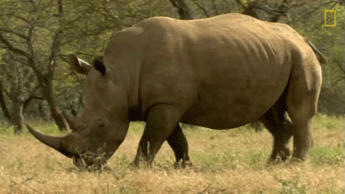 A Rhinoceros Standing In A Field With A National Geographic Logo In The Background GIF