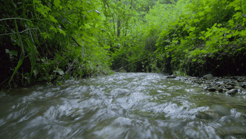 A River Flowing Through A Lush Green Forest With A Watermark That Says ' Untitled ' On It GIF