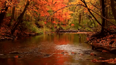 A River In The Middle Of A Forest With Leaves On The Ground GIF