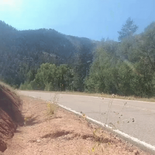 A Road Going Through A Forest With Trees On Both Sides GIF