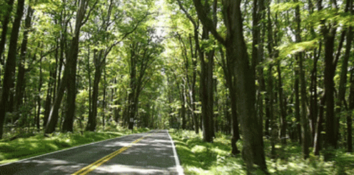 A Road With Trees On Both Sides Of It GIF