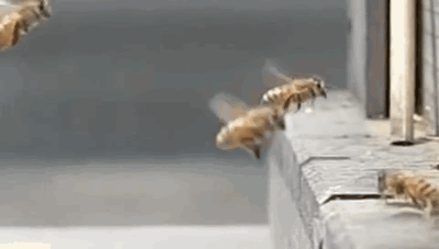 A Row Of Bees Are Flying Over A Ledge . GIF