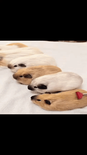 a row of guinea pigs with a red arrow pointing to them