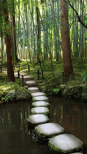 A Row Of Stepping Stones Leading Over A Body Of Water In A Forest GIF