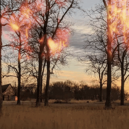 A Row Of Trees Are On Fire In A Field GIF