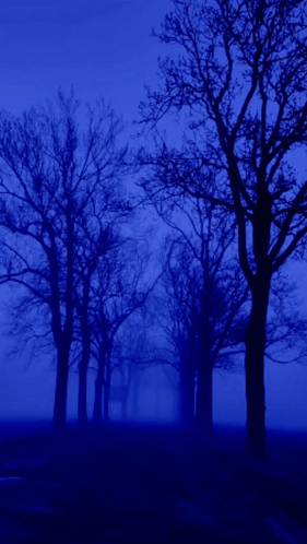 A Row Of Trees In A Dark Blue Forest GIF