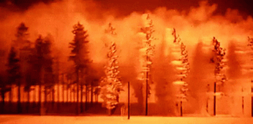 A Row Of Trees In A Forest With A Red Sky Behind Them GIF