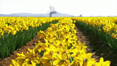 A Row Of Yellow Flowers In A Field With A Tree In The Background GIF