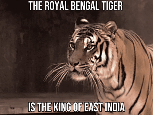 A Royal Bengal Tiger Is The King Of East India GIF