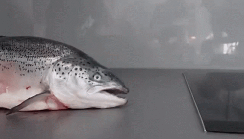A Salmon Is Laying On A Counter With Its Mouth Open . GIF