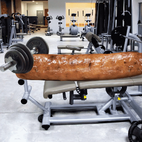 A Sausage Is Being Lifted On A Bench In A Gym With A Barbell That Says ' Ziva ' On It GIF