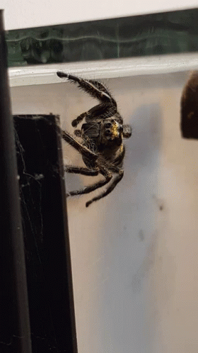 A Scary Spider Doing It's Own Thing GIF