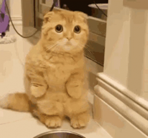 A Scottish Fold Cat Is Standing On Its Hind Legs Next To A Bowl . GIF