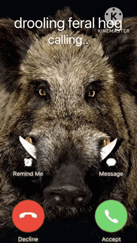 A Screen Shot Of A Wild Boar Talking On A Phone GIF