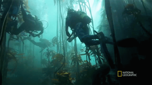 A Scuba Diver Is Surrounded By Seaweed And The Words National Geographic Are On The Bottom GIF