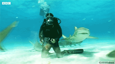 A Scuba Diver Is Surrounded By Sharks With Bbc Written On The Bottom GIF