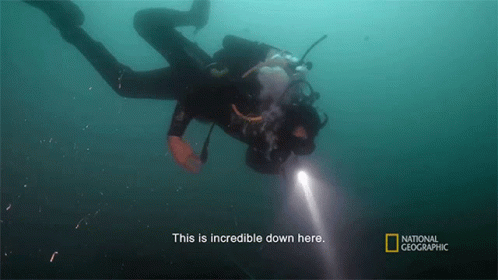 A Scuba Diver Is Swimming In The Water And The Caption Says " This Is Incredible Down Here " GIF