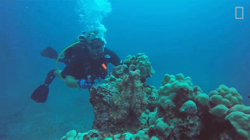 A Scuba Diver Is Swimming Over A Coral Reef With A National Geographic Logo In The Background GIF