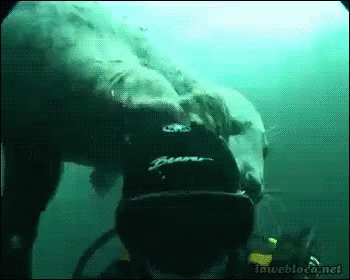 A Scuba Diver Is Swimming With A Polar Bear Wearing A Black Beaver Hat GIF