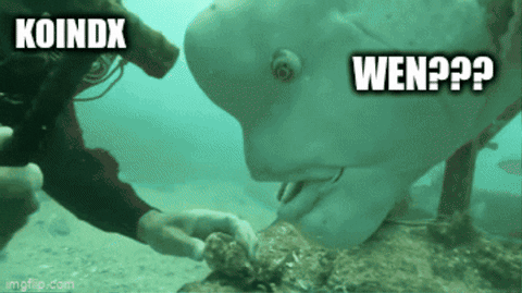 A Scuba Diver Is Touching A Shark 'S Nose With The Words Koindx And Wen Written Above It GIF