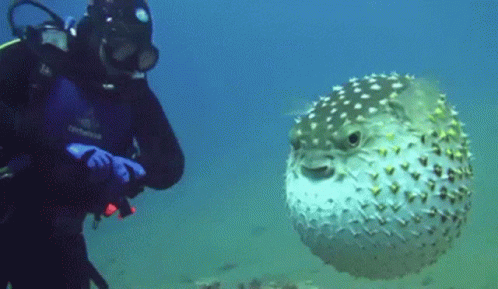 A Scuba Diver Stands Next To A Puffer Fish GIF