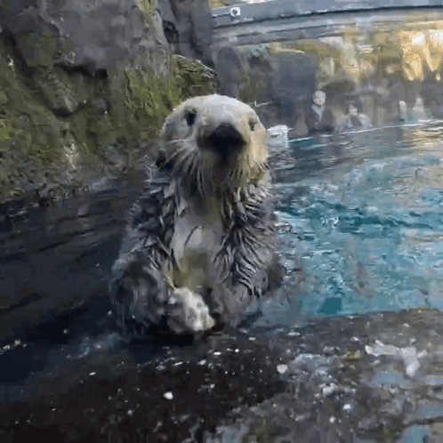 A Sea Otter Is Standing On Its Hind Legs In A Pool Of Water GIF