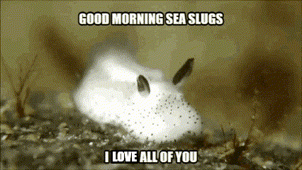 A Sea Slug Says Good Morning Sea Slugs And I Love All Of You GIF